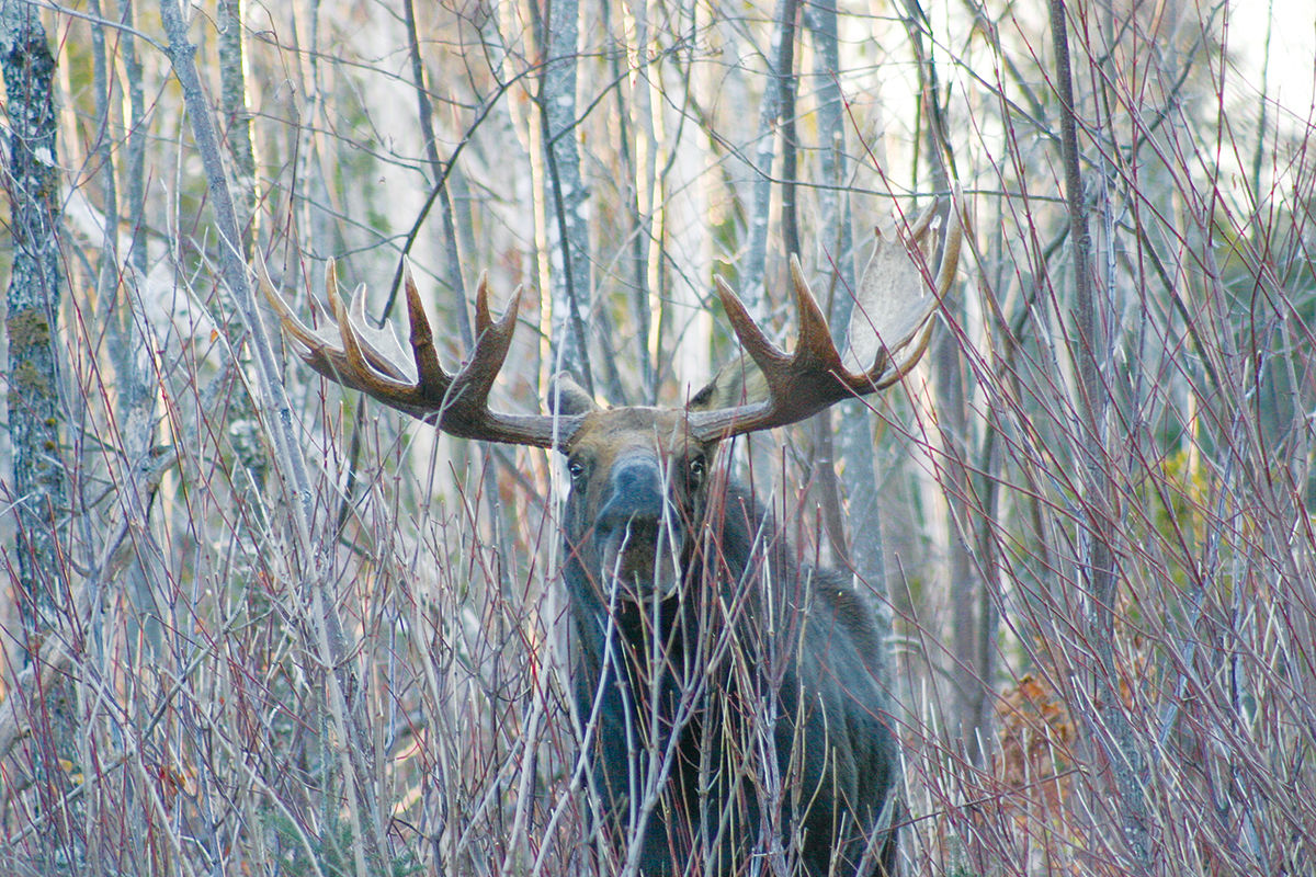 Moose hunt